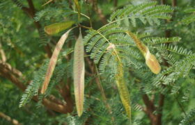 Chemical Composition Mimosa Hostilis Root Bark Explained