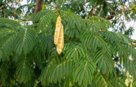 Traditional Uses of Mimosa Hostilis