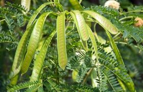 How Mimosa Hostilis Compares to Other Natural Herbs