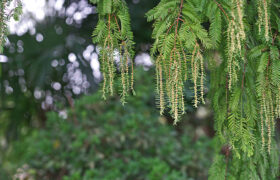 Lesser-Known Benefits of Mimosa Hostilis Root Bark