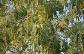 Mimosa Hostilis vs. Common Skincare Ingredients