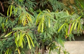 What to Look for When Buying High-Quality Mimosa Hostilis Root Bark