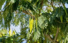 Mimosa Hostilis in wellness