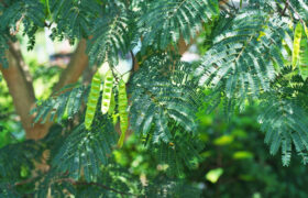 Forms of Mimosa Hostilis