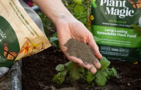 Why We Use Organic Plant Magic to Give Every Tree the Best Start