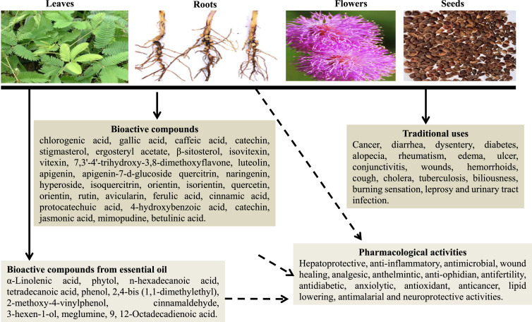 Innovative Uses of Mimosa Products: Going Beyond Tradition