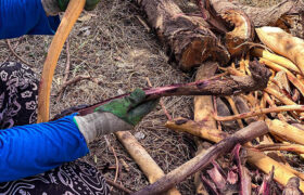 How is Mimosa root bark processed?