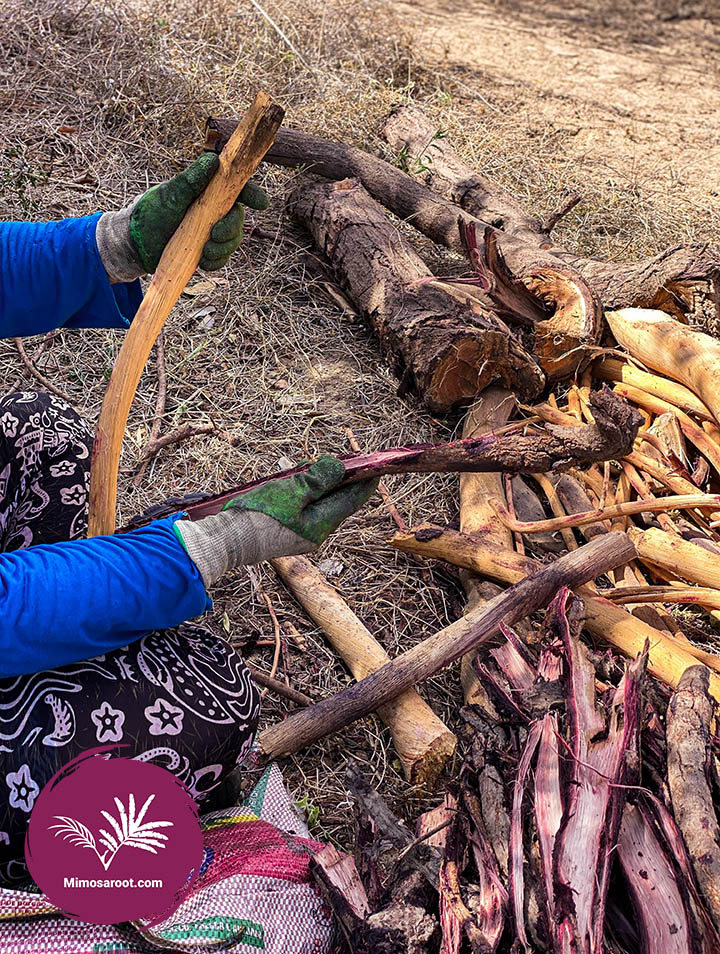 Mimosa_Hostilis_bark_stripping-the-bark_from_root_2