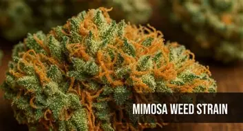 Mimosa Marijuana Strain delivers uplifting, energizing effects with bold citrus flavor. Explore this premium Sativa hybrid known for creativity and daytime clarity.