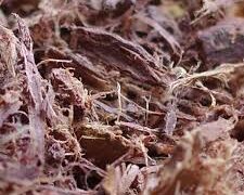 Mimosaroots: Benefits, Uses, and What You Should Know